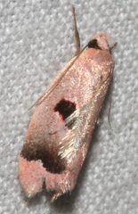 Acanthodela erythrosema