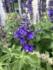 Salvia