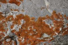 Rusavskia elegans