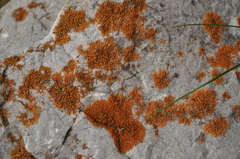 Rusavskia elegans