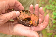Gastroboletus