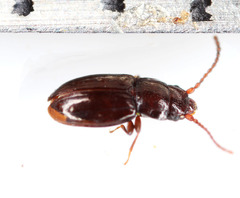 Laemophloeidae