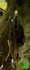 Marisora lineola