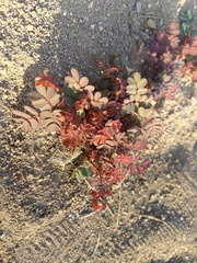 Erythrostemon pannosus
