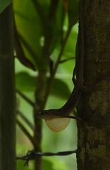 Anolis unilobatus