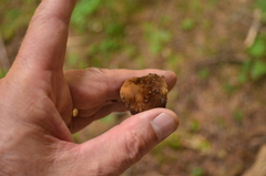 Gastroboletus