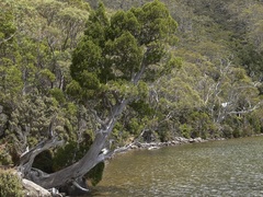 Athrotaxis cupressoides