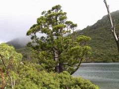Athrotaxis selaginoides