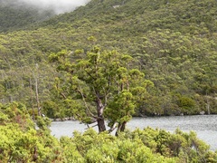 Athrotaxis selaginoides