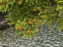 Athrotaxis selaginoides