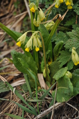 Primula veris