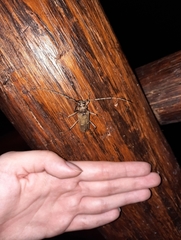 Susuacanga stigmatica