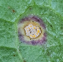 Puccinia dioicae silvatica