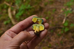 Gastroboletus
