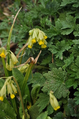Primula veris