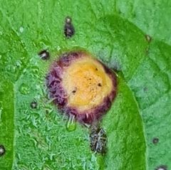 Puccinia dioicae silvatica