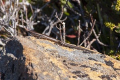 Carinascincus orocryptus