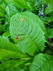Puccinia dioicae silvatica