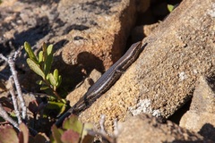 Carinascincus orocryptus