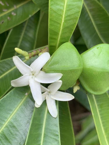 Ochrosia mariannensis