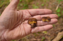 Gastroboletus