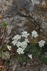 Schivereckia podolica