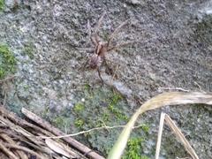 Centroctenus brevipes