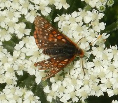 Euphydryas anicia