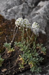 Schivereckia podolica