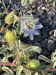 Passiflora pentaschista