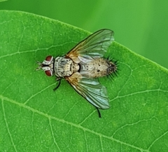 Solieria pacifica