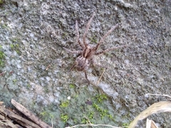 Centroctenus brevipes