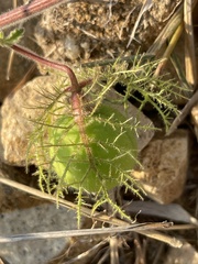 Passiflora pentaschista