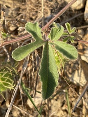 Passiflora pentaschista
