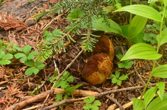 Gastroboletus