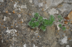 Artemisia frigida