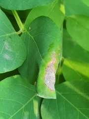 Appendiseta robiniae