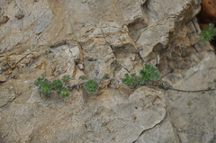 Artemisia frigida