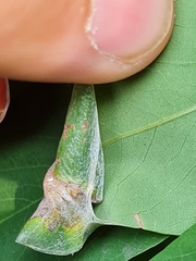 Appendiseta robiniae