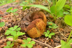 Gastroboletus
