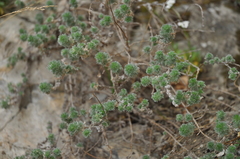 Artemisia frigida