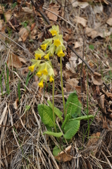Primula veris