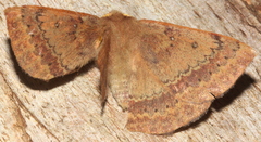 Anthela repleta