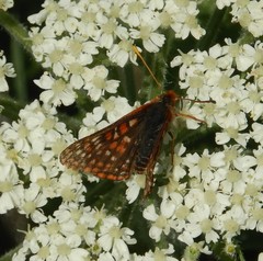 Euphydryas anicia
