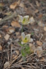 Pulsatilla patens