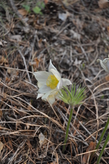 Pulsatilla patens