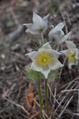 Pulsatilla patens