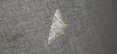 Phrygionis platinata