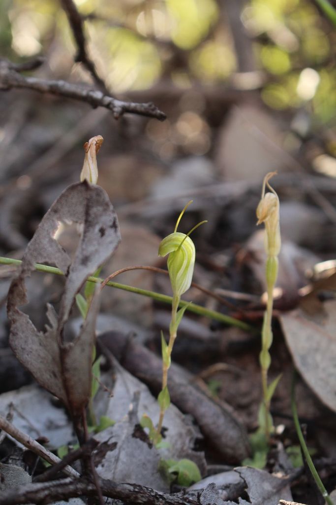 Pterostylis timothyi