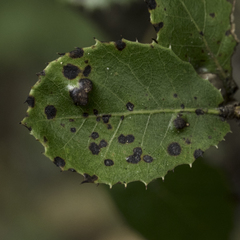 Aceria mackiei